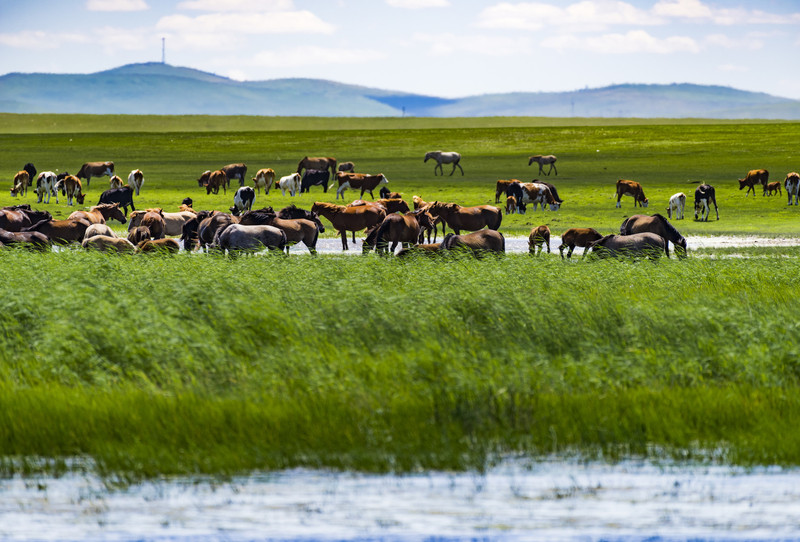 内蒙古小巷深处探秘，特色小店等你发现